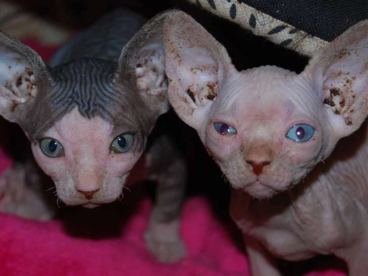 La Ferme des Molosses