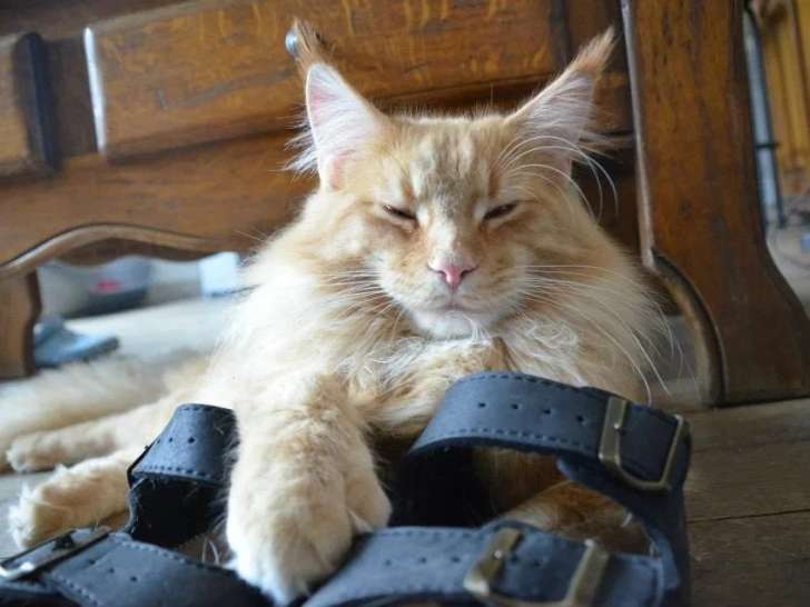 De la Bonne Harmonie