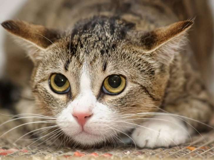 La Compagnie Dog&Cat