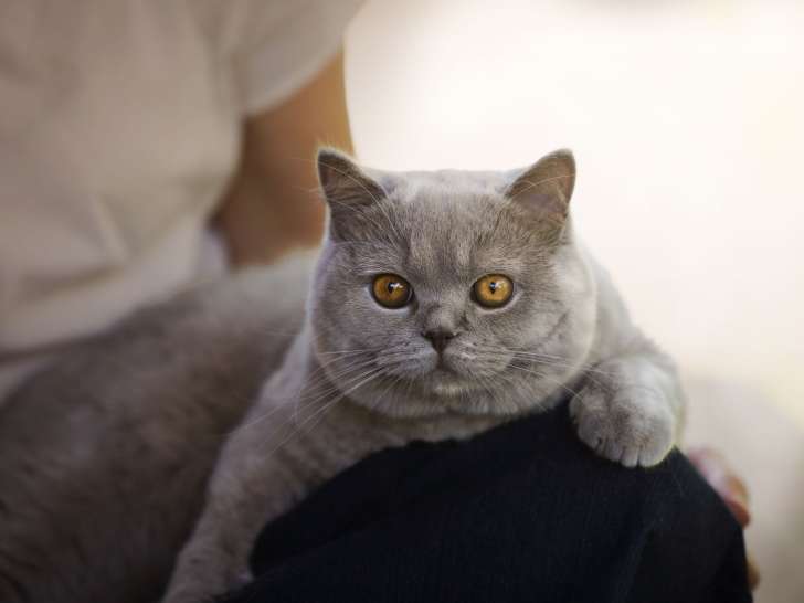 British de La Rigolette