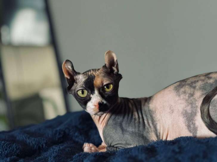 Kingdom of the Sphynx