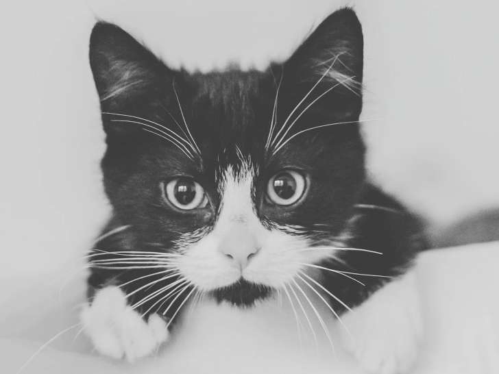 Laureos Photographies