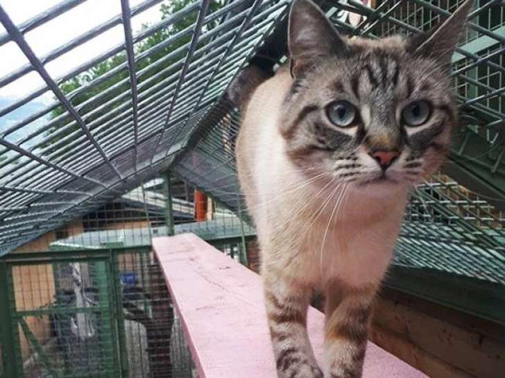 Centre Canin de Haute Tarentaise