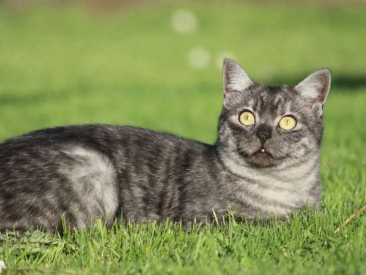 Un Poil d’Harmonie