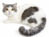 Mon Chat Mouton