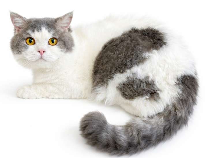 Mon Chat Mouton