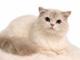 Mon Chat Mouton