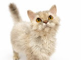 Mon Chat Mouton