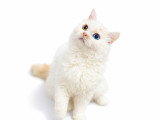 Mon Chat Mouton