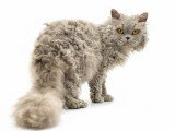 Mon Chat Mouton