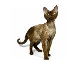 Mon Chat Mouton