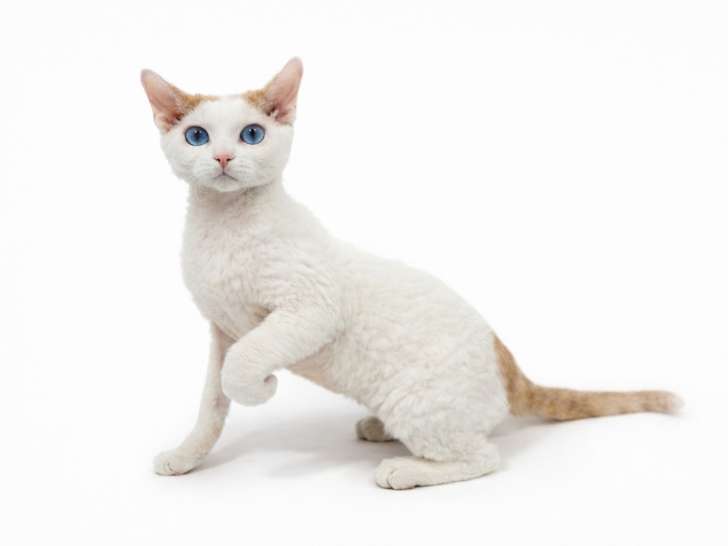 Mon Chat Mouton
