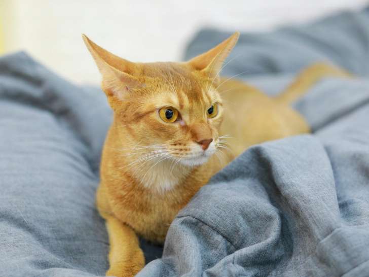 Abyssins du Parthénon