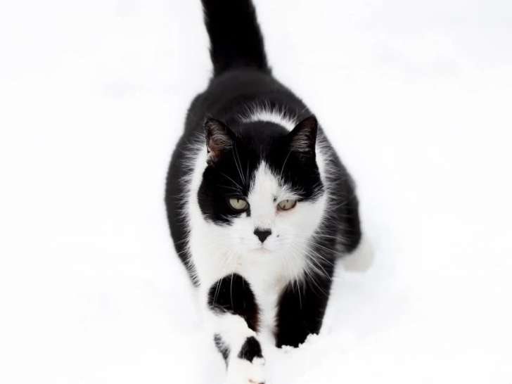 Photographes du Cantal