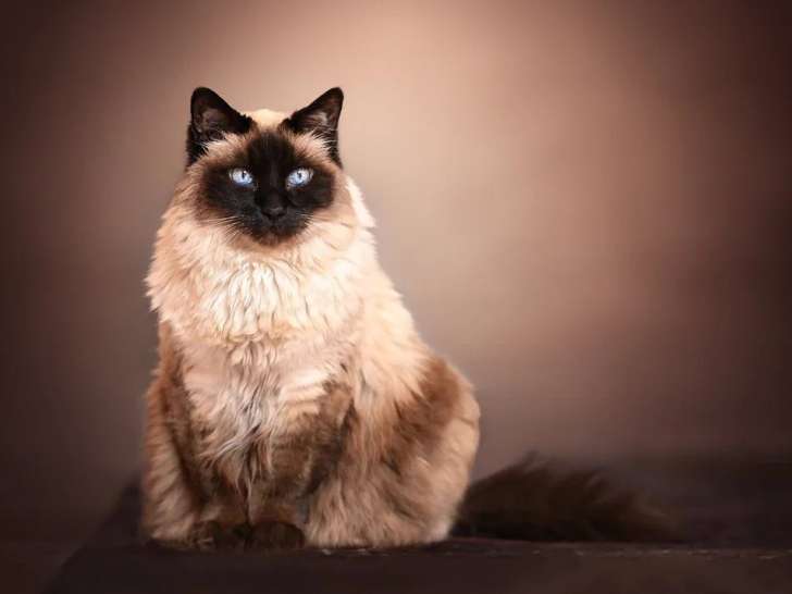 Camille Chevalier Studio