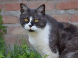 La Truffe à 4 Pattes