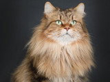 Miaouss mon mâle