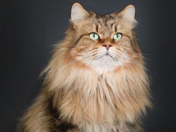 Miaouss mon mâle