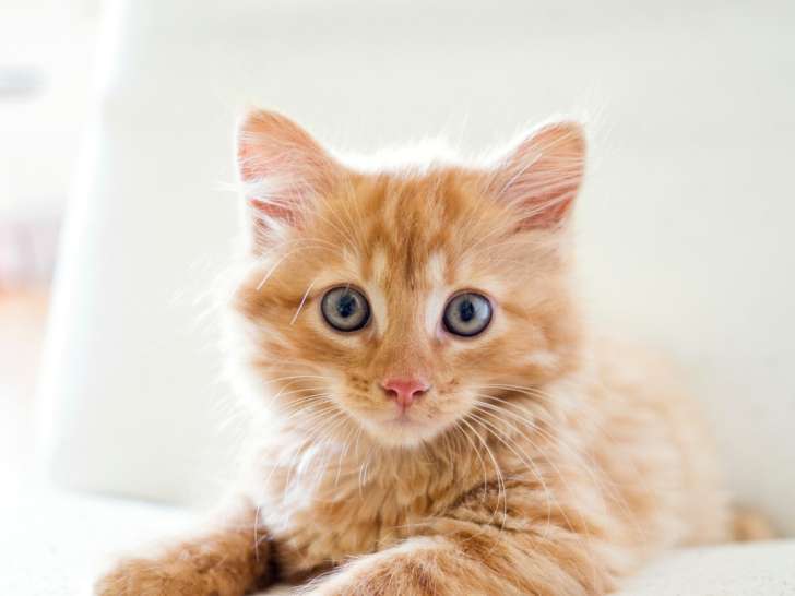 Osmose Animal