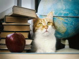 Shadow School