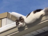 Sauvetage Animal Rescue