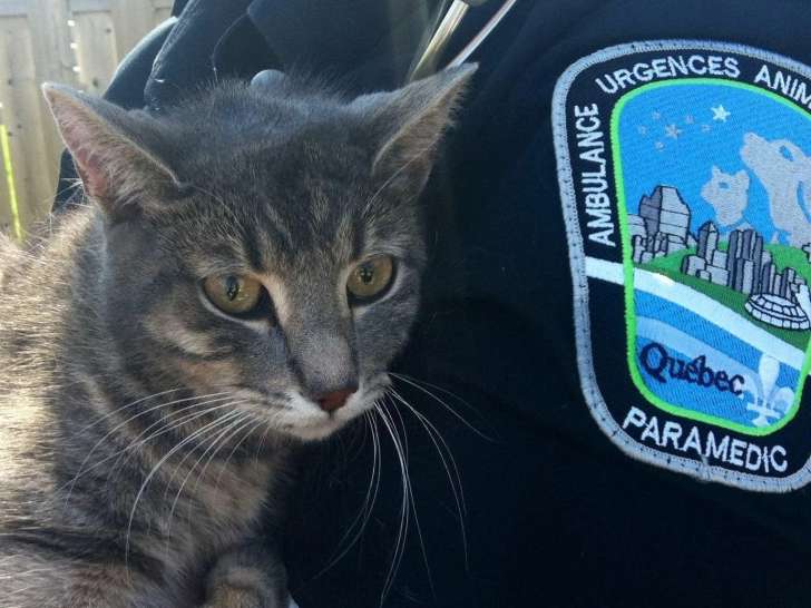 Sauvetage Animal Rescue