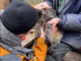 Sauvetage Animal Rescue