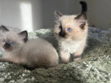 Hin Joy Ragdoll