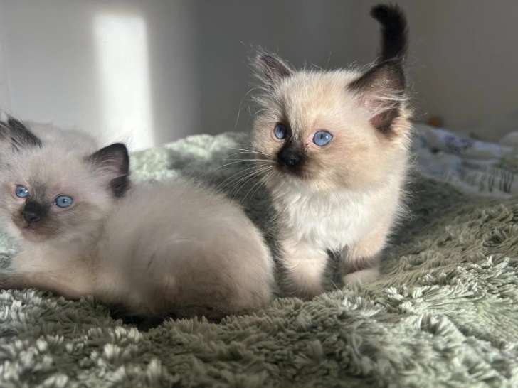 Hin Joy Ragdoll
