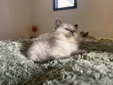 Hin Joy Ragdoll