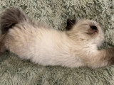 Hin Joy Ragdoll