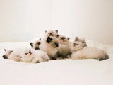 Hin Joy Ragdoll