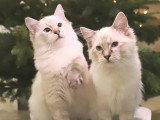 Hin Joy Ragdoll