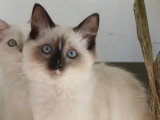 Hin Joy Ragdoll