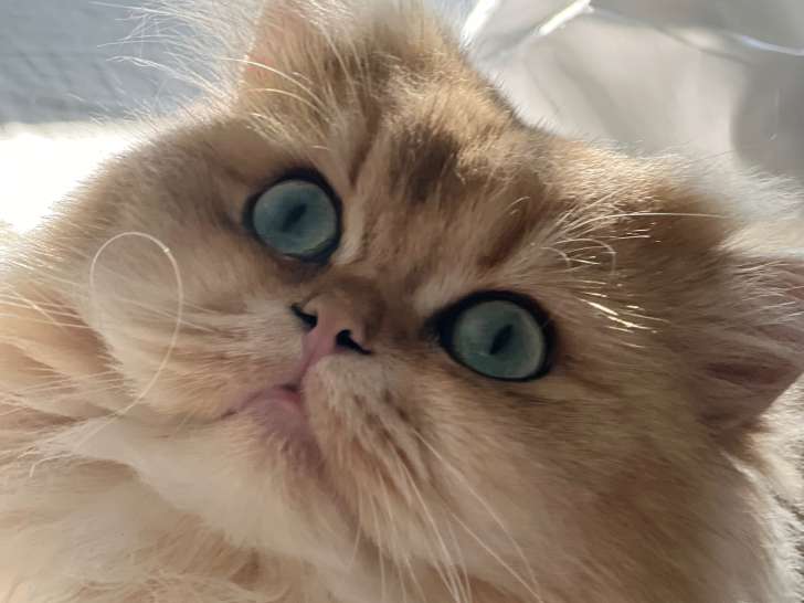British Shania Cats