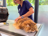 ClinicVet Armand Carrel