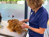 ClinicVet Armand Carrel