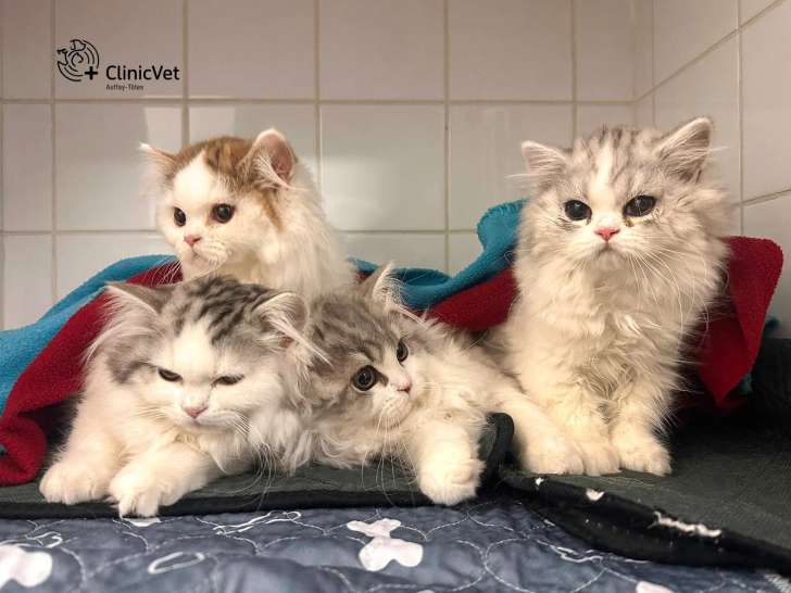 ClinicVet Auffay