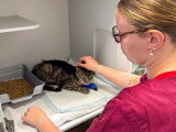 ClinicVet Beaumont-le-Roger