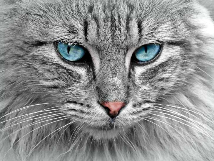 Animal & Vous