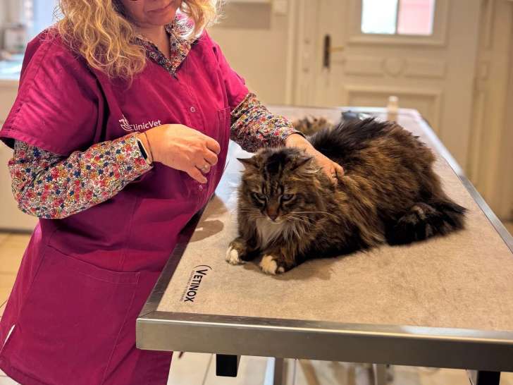 ClinicVet Bernay