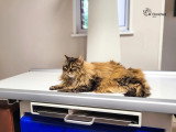 ClinicVet Bernay