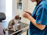 ClinicVet Bernay