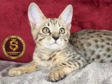 Savannah Québec
