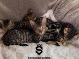 Savannah Québec