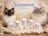 Des Trésors d'Hélène