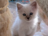 Berlioz (disponible)