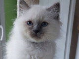 Couleur Blue point