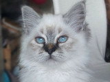 Couleur seal tabby