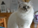 Couleur Blue tabby